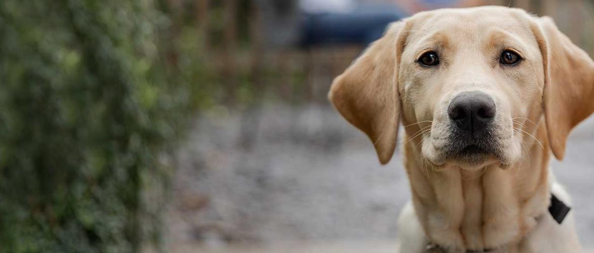 The Guide Dogs for the Blind Association